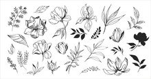 Floral Set. Sketches Of Flowers, Plants, Leaves. Hand Drawn Illustration Converted To Vector. Outline With Transparent Background
