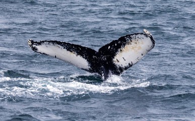 Diving Whale