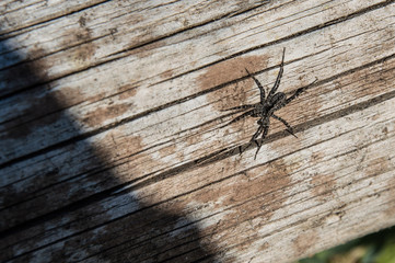 the texture of the tree. spider.