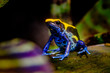 Dyeing dart frog, poisonous tropical frog.