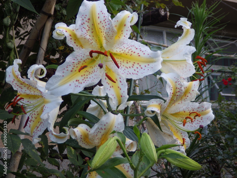 ヤマユリは日本で代表的な野生のユリ 強い香りで日本庭園に移植され珍重されている Wall Mural 悳三 松永