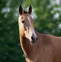 Wall Mural - buckskin Akhal-teke horse on summer background