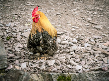 A Brown-black Chicken With A Red Comb Walks On A Rocky Surface