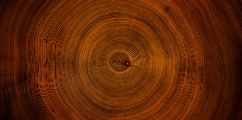 Wall Mural - old wooden oak tree cut surface. detailed warm dark brown and orange tones of a felled tree trunk or