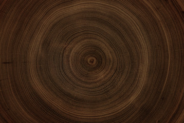 Wall Mural - Old wooden oak tree cut surface. Detailed warm dark brown and orange tones of a felled tree trunk or stump. Rough organic texture of tree rings with close up of end grain.