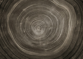 Wall Mural - old wooden oak tree cut surface. detailed warm dark brown and orange tones of a felled tree trunk or