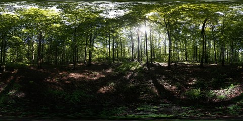 Wall Mural - Summer Forest 360 Panorama