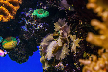 Wall Mural - Tropical fish and colorful coral reef underwater shot. Red sea coral reef underwater nature wild life