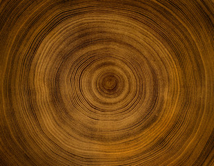 Wall Mural - old wooden oak tree cut surface. detailed warm dark brown and orange tones of a felled tree trunk or