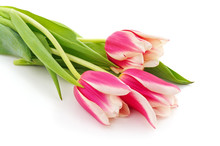 Bouquet Pink Tulips.