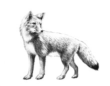 Fox Sketch. Hand Drawn Fox Illustration In Pencil. Red Fox Standing Isolated On White Background.