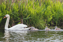 Family Of Swans Floating On The Lake