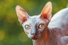 Sphynx Face Closeup Free Stock Photo - Public Domain Pictures