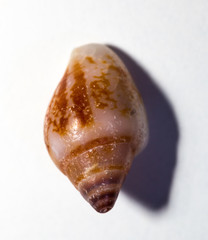 Sea shell