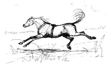 Vector Isolated Graphic Drawing, Horse Galloping Across The Field