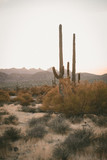 Fototapeta  - cactus in the desert