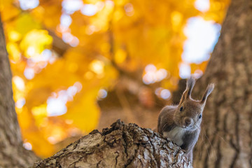 Wall Mural - Squirrel