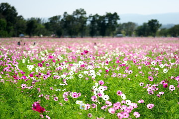 nakhon ratchasima,thailand-december 7, 2019: cosmos flower field in thailand