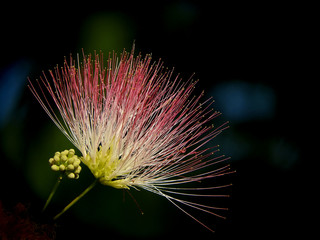 Wall Mural - mimosa flower