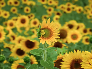 Wall Mural - shy flower in a field of sunflowers