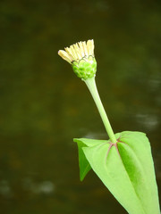 Wall Mural - flower on green background