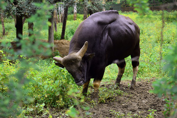 buffalo in field