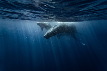 mama whale with baby whale swims