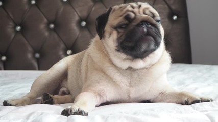 Wall Mural - Cute pug dog breed lying on blanket on white bed in bedroom smile with funny face and feeling so happiness after wake up in the morning,Healthy Purebred dog Concept