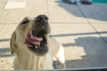 Yellow Labrador Retriever Dog Licking Its Lips 