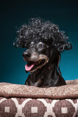 Wall Mural - Funny dachshund wearing an afro wig with his tongue out on an isolated studio background