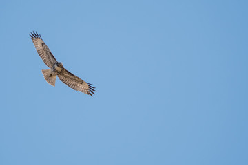 Wall Mural - hawk soaring flying in blue sky.