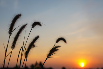 Wall Mural - Silhouette grass flowers on blue sky twilight evening  with sunset nature background