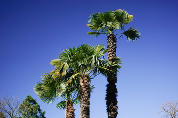 tall palm trees with deep blue sky background