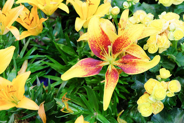  Yellow Lily Flowers in the Garden