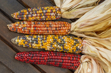 Colorful Indian Corn 