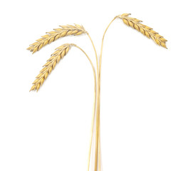 Ripe wheat ears isolated on white background