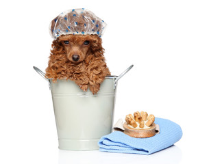 Poster - Bath treatments for Poodle puppy