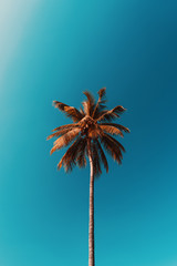 copy space of tropical palm tree with sun light on sky background.