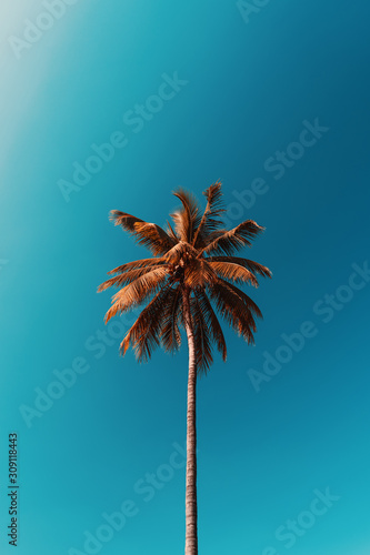 Copy space of tropical palm tree with sun light on sky background.