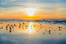 Beautiful Sunset And Silhouette Of Birds On The Beach