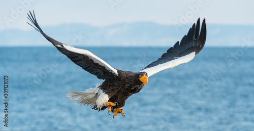 Adult Steller's sea eagle in flight Wallpaper Mural