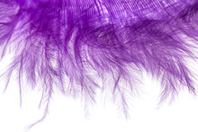 Purple Feather On A White Background