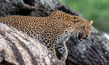 Leopard Roaring. Leopard On A Stone. The Sri Lankan Leopard (Panthera Pardus Kotiya) Female.