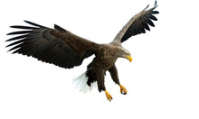 Adult White Tailed Eagle In Flight. Isolated On White Background. Scientific Name: Haliaeetus Albicilla, Also Known As The Ern, Erne, Gray Eagle, Eurasian Sea Eagle And White-tailed Sea-eagle.