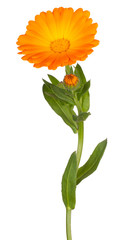 Wall Mural - calendula flower isolated