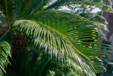 Fototapeta  - Large spreading palm leaf permeated with sunlight. Dreams of beach holiday. Selective focus