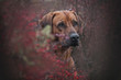 Close up portrait of a beautiful rhodesian ridgeback dog on the nature background.