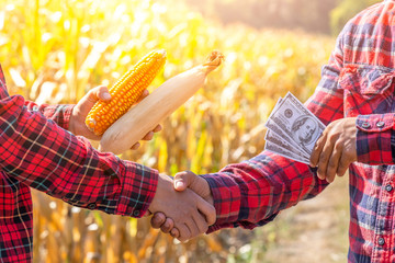 Wall Mural - Two man shaking hands with exchange in corn field. Business of Agriculture concept.