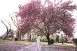 © ElenaBatkova - Wide angle photo of a woman in white jeans in a pink garden with trees dotted with cherry blossoms.
