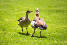 Two Fighting Egyptian Geese On A Green Meadow, South Africa